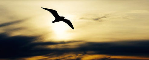 Identidad de la Fundación